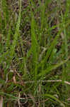 Wiry panicgrass